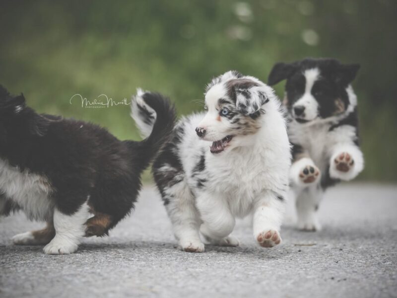 658A9154-e1531151410151